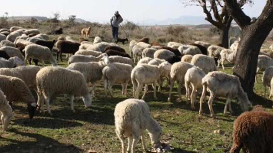 Pastor con rebaño de ovejas y corderos