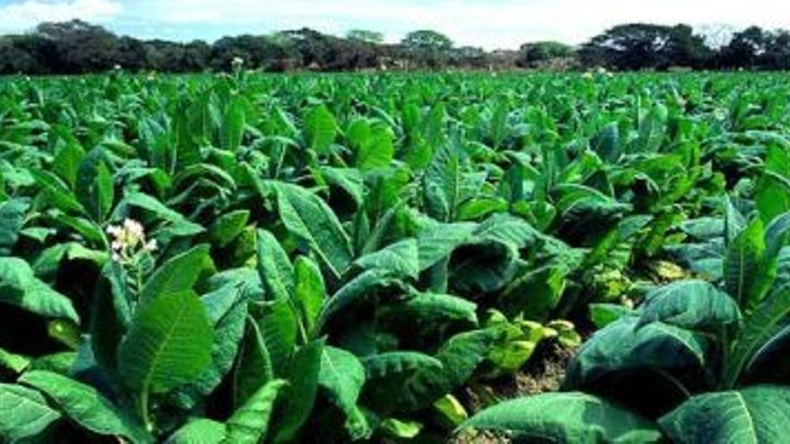 Cultivo de Tabaco