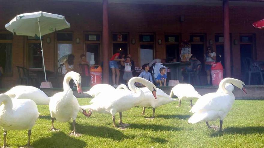 Cisnes en el Parque de la Grajera