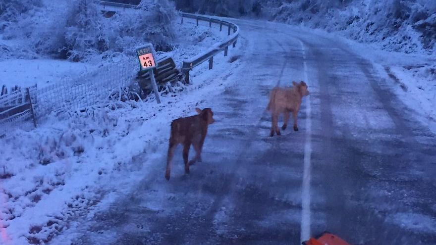 vacas en la carretera