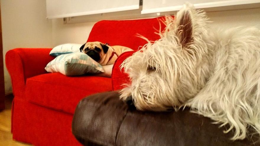 Perros en el sofá