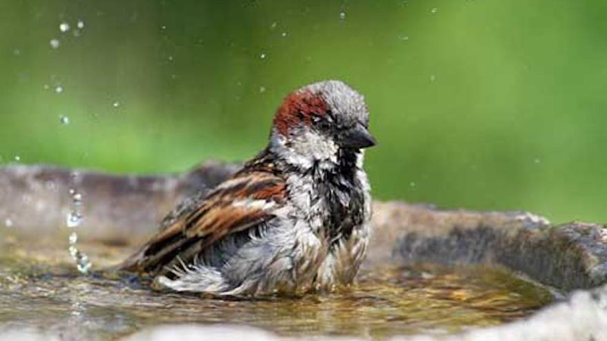 pájaro con agua