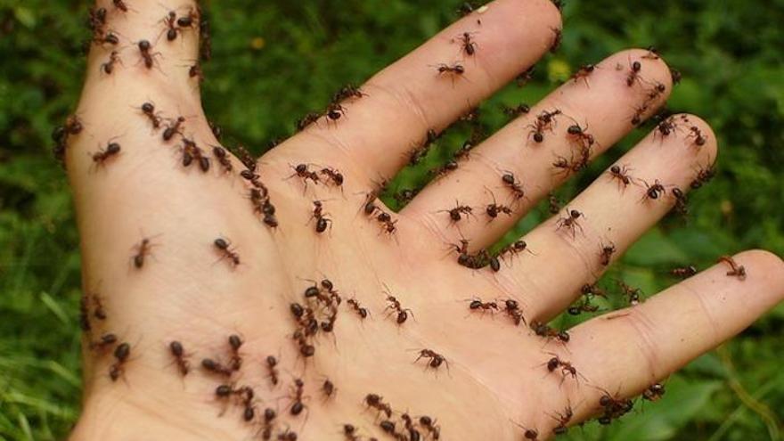 plaga hormigas