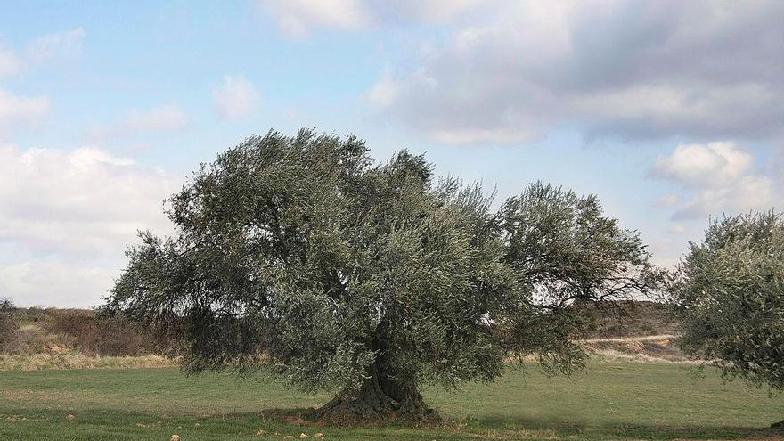 Olivo de Daniel árbol singular