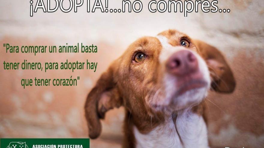 La inicia campaña para fomentar la adopción animales a la compra | Rioja2.com