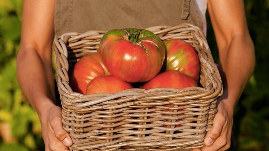 tomates de La Huerta de Rizos