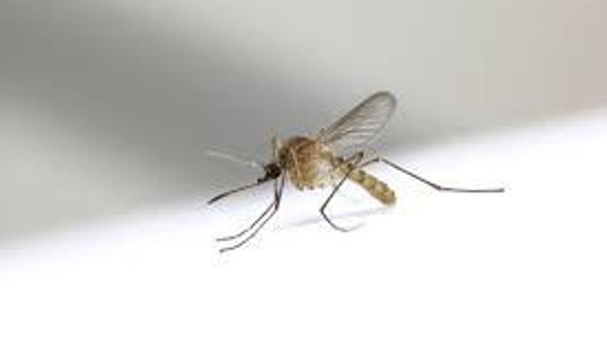 mosquito fiebre del nilo