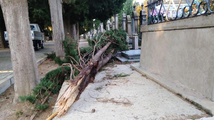 árbol caído por el viento en Logroño