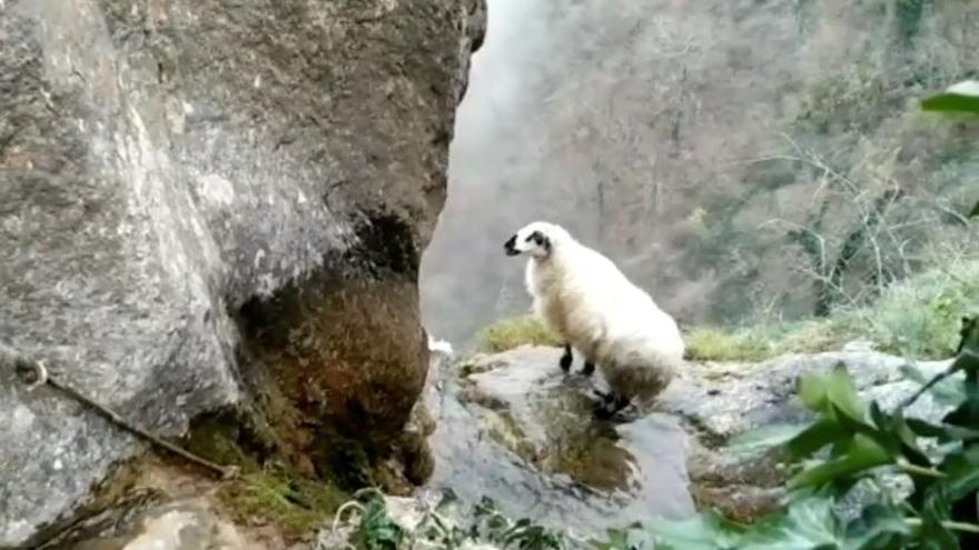 oveja rescatada en Viguera