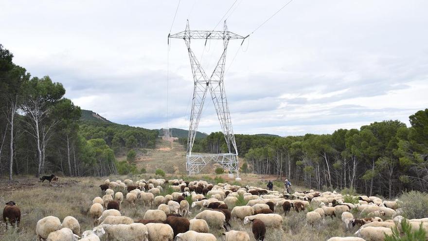 rebaño de ovejas en el monte Los Agudos de Calahorra