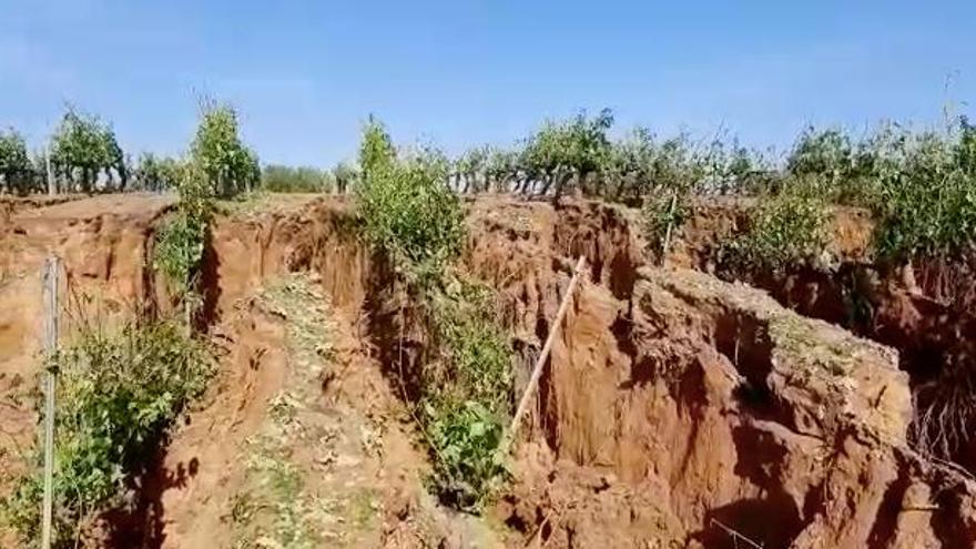 viñedos afectados por la tormenta en Fuenmayor