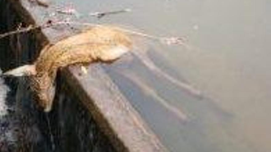 corzo fallecido en un canal de Tirgo