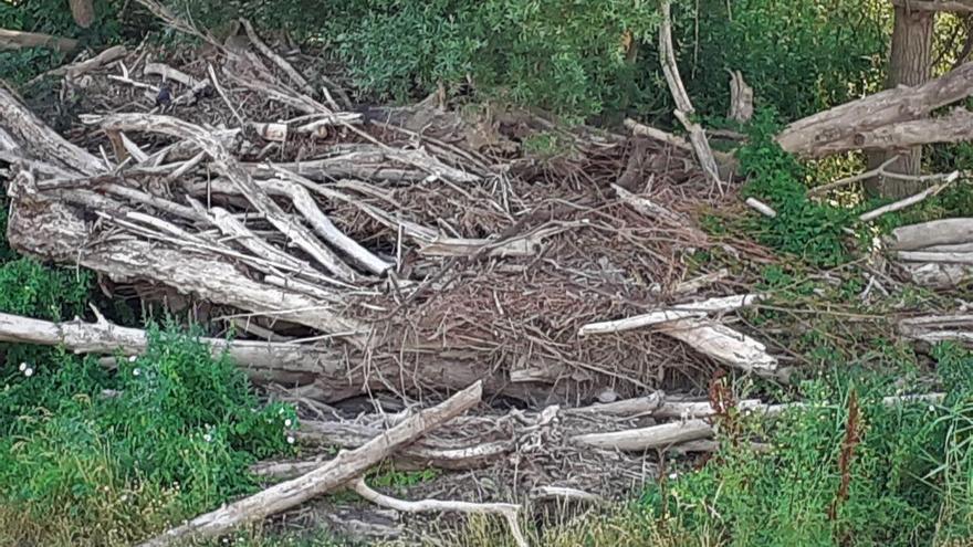 troncos secos en el soto inundable del Ebro